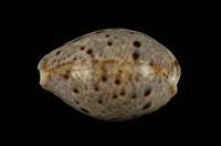 藏品(山貓寶螺)的圖片